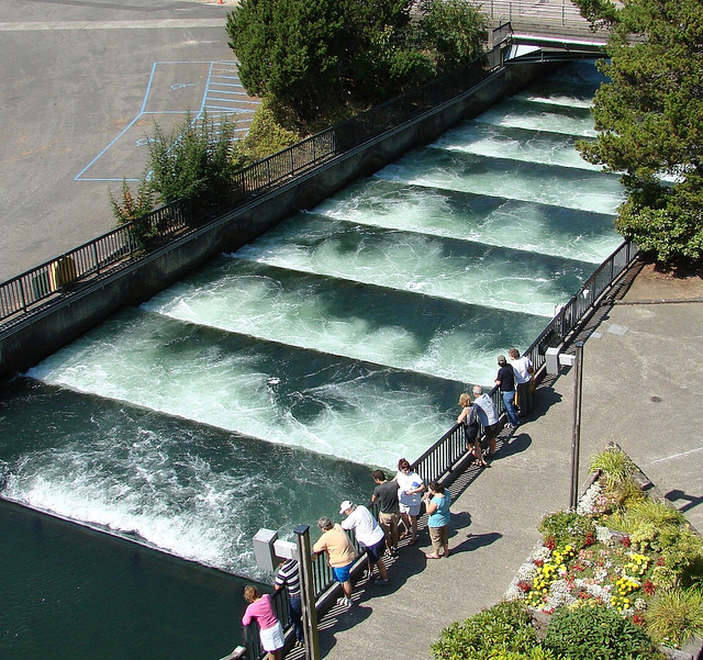 Stopping at the fish ladder at Bonneville Dam on the Columbia River will entertain the kids on a summer road trip between Portland and Spokane. Ten Thousand Hour Mama