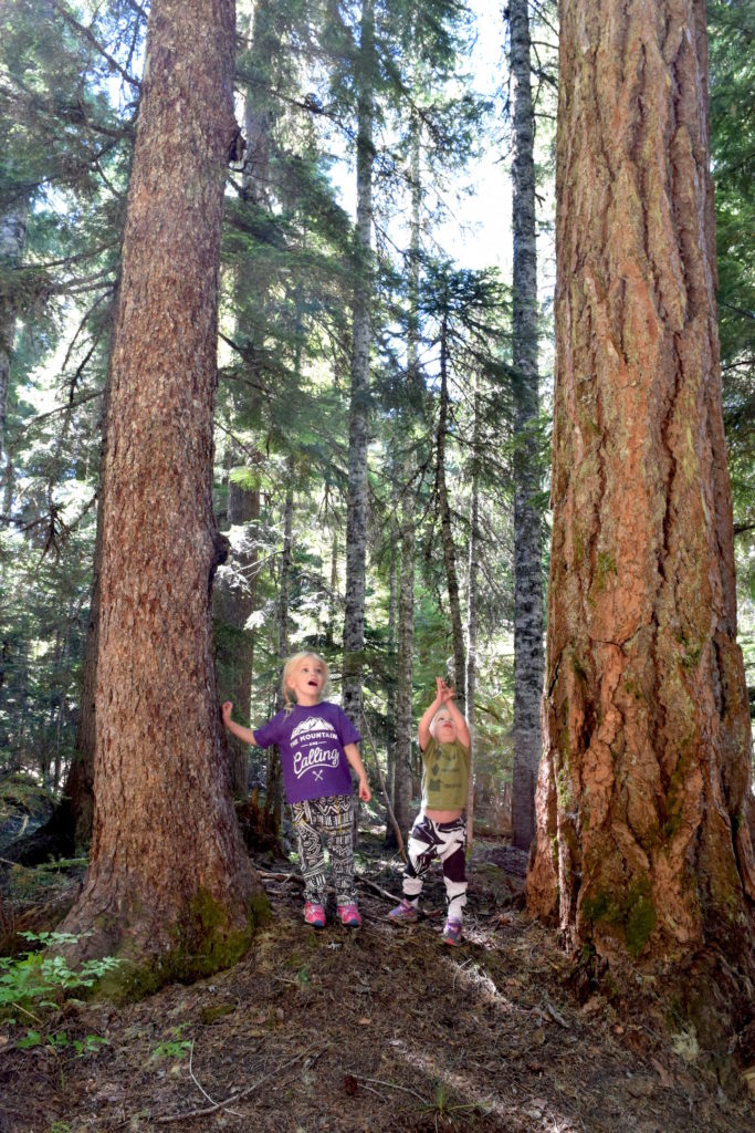 This kid friendly hike on Mt. Hood to Twin Lakes is perfect for family travel outside Portland, Oregon! Ten Thousand Hour Mama