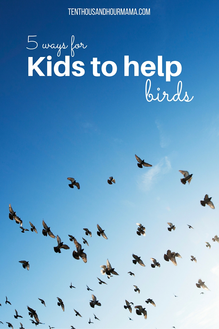 Feathered Friends: 5 Ways For Kids To Help Birds - The Ten Thousand ...